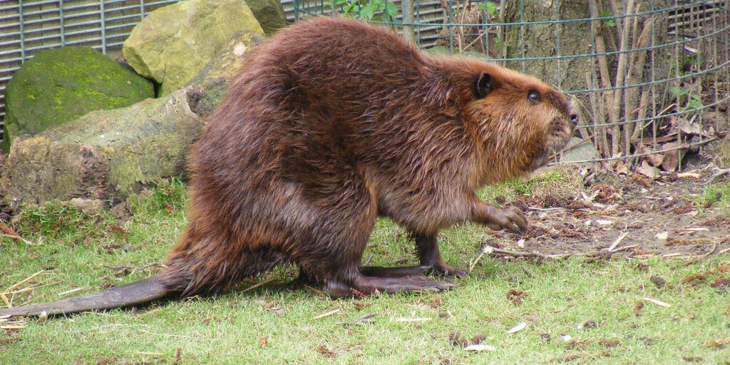 Woman says she saw a man sexually assault a dying beaver