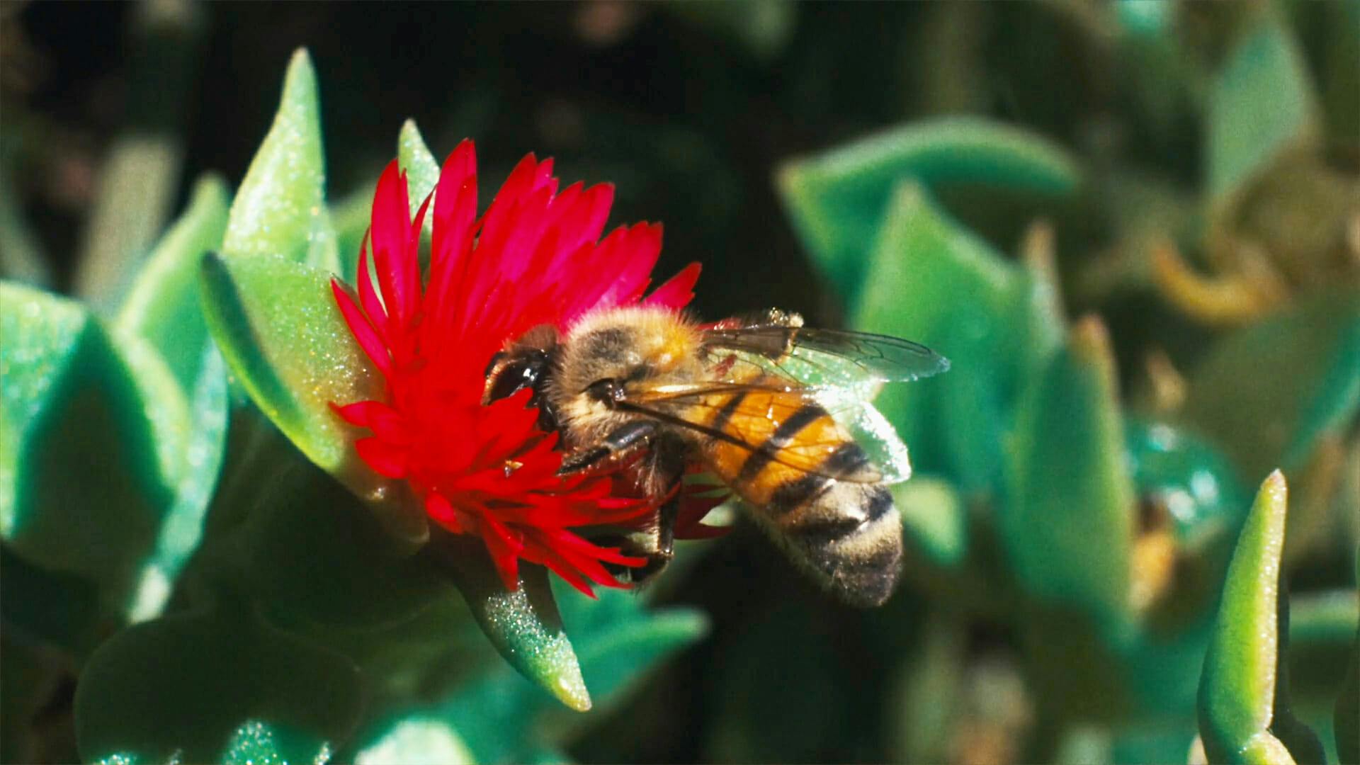 Pornhub environmental initiative shows bees getting busy … pollinating