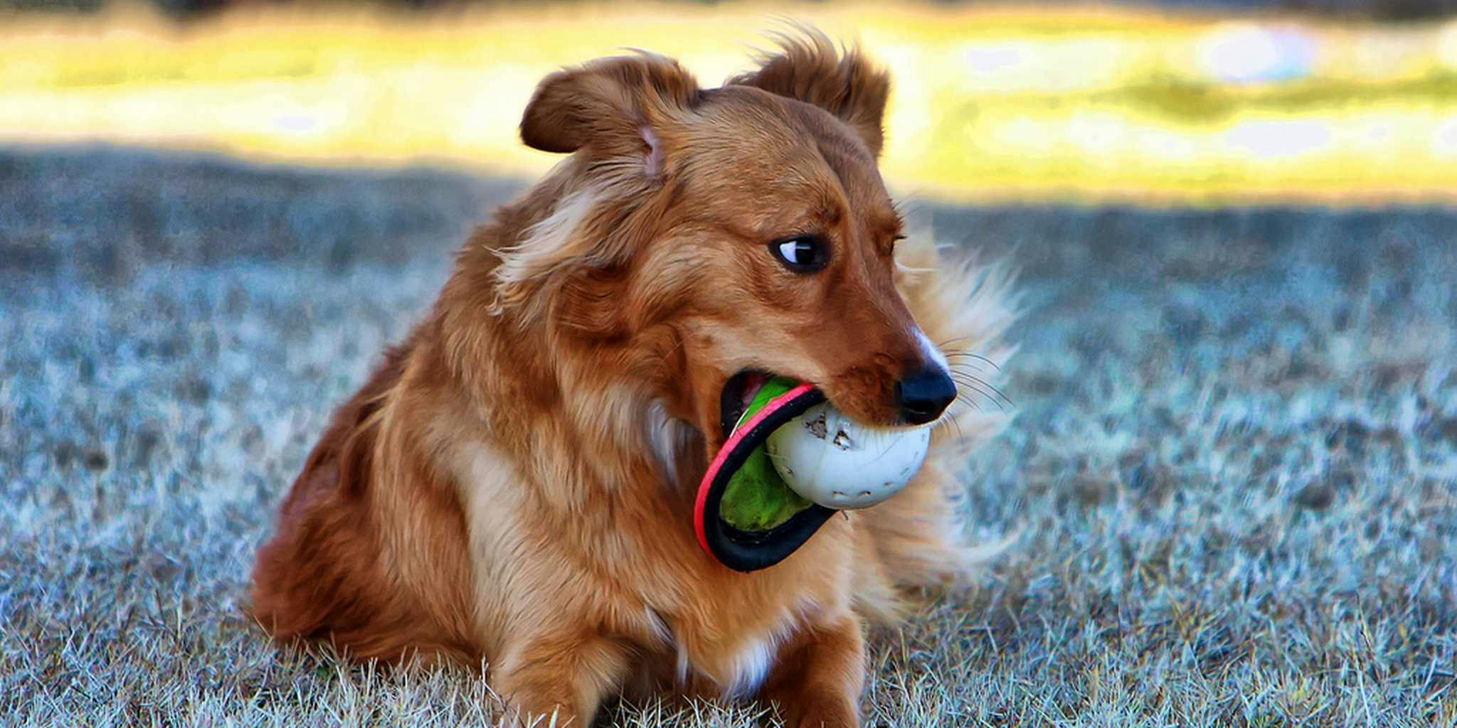 8 Amazon dog toys that look like they belong in an adult store