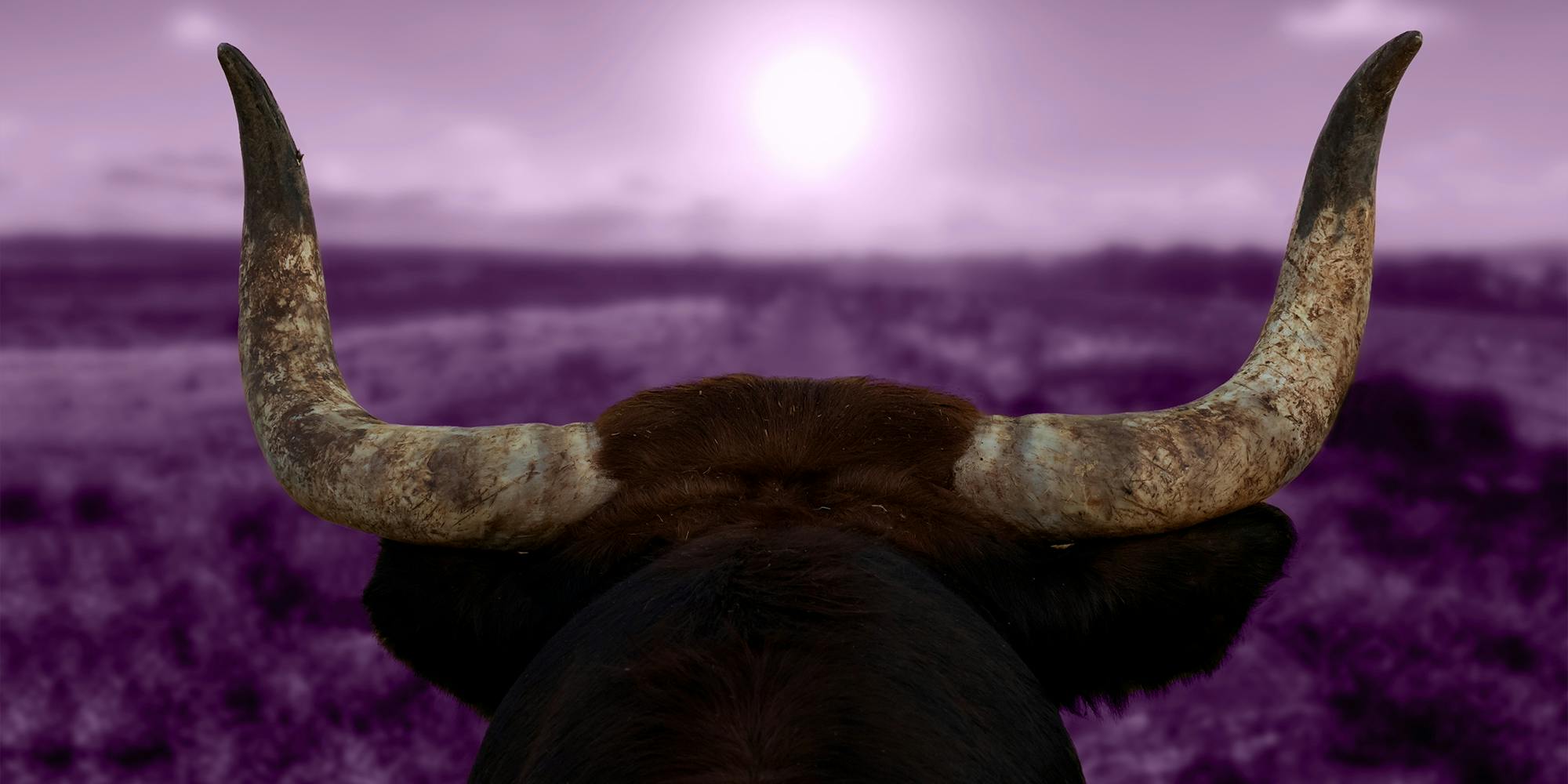 By The Horns: My Life And Sexuality As A Bull