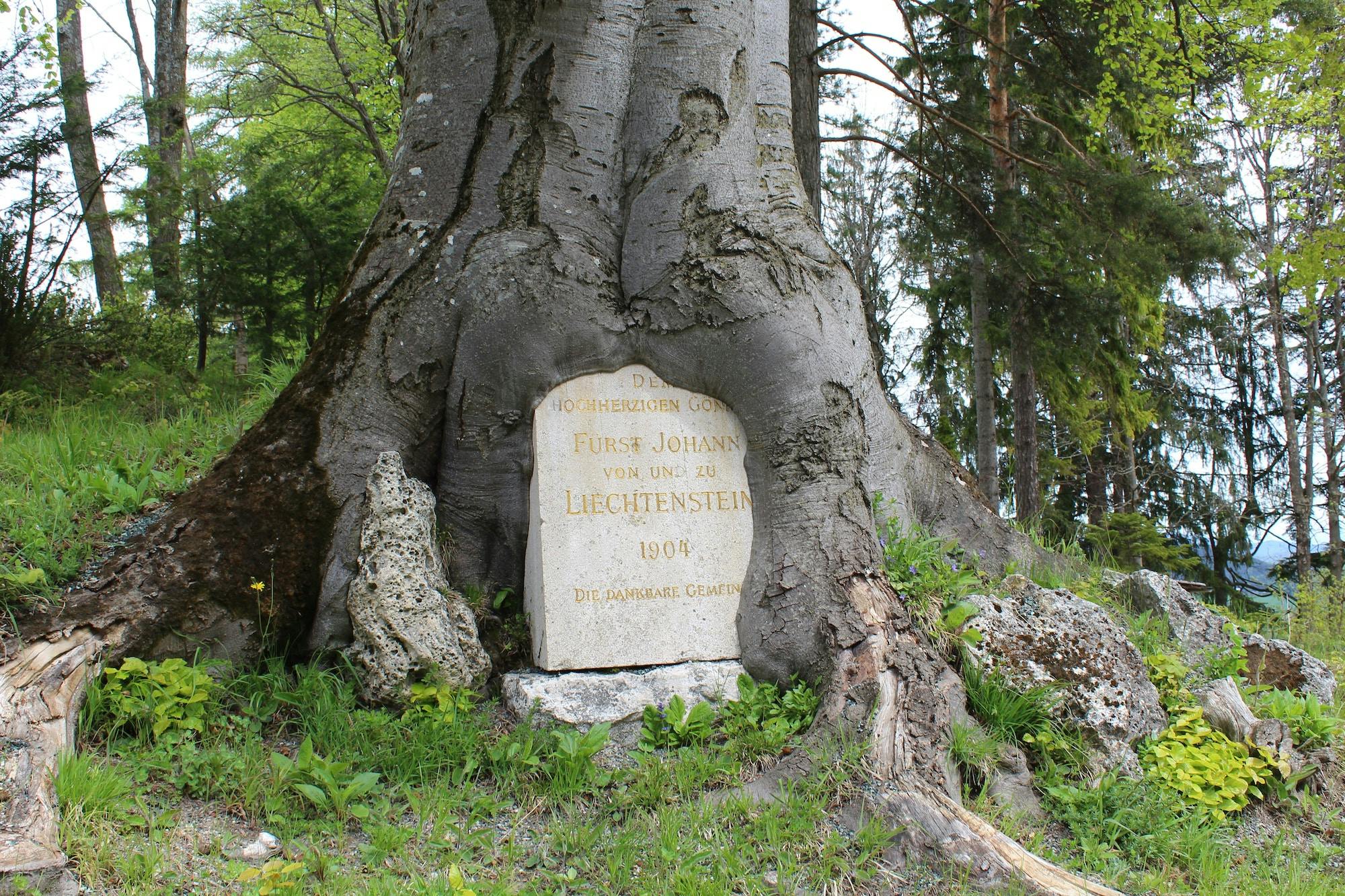grave-in-tree