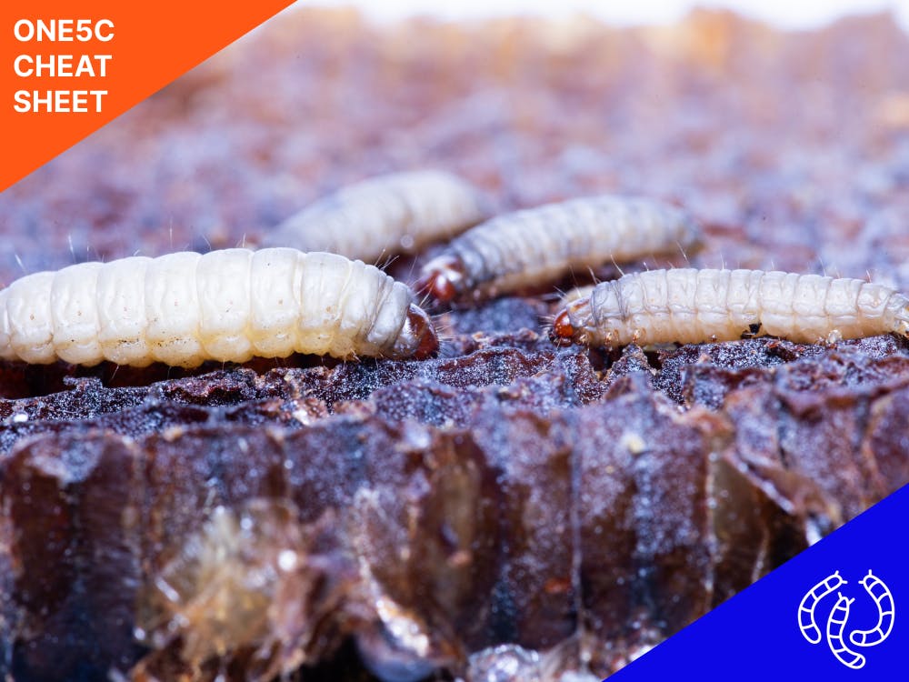 What are plastic-eating worms and bugs? - one5c