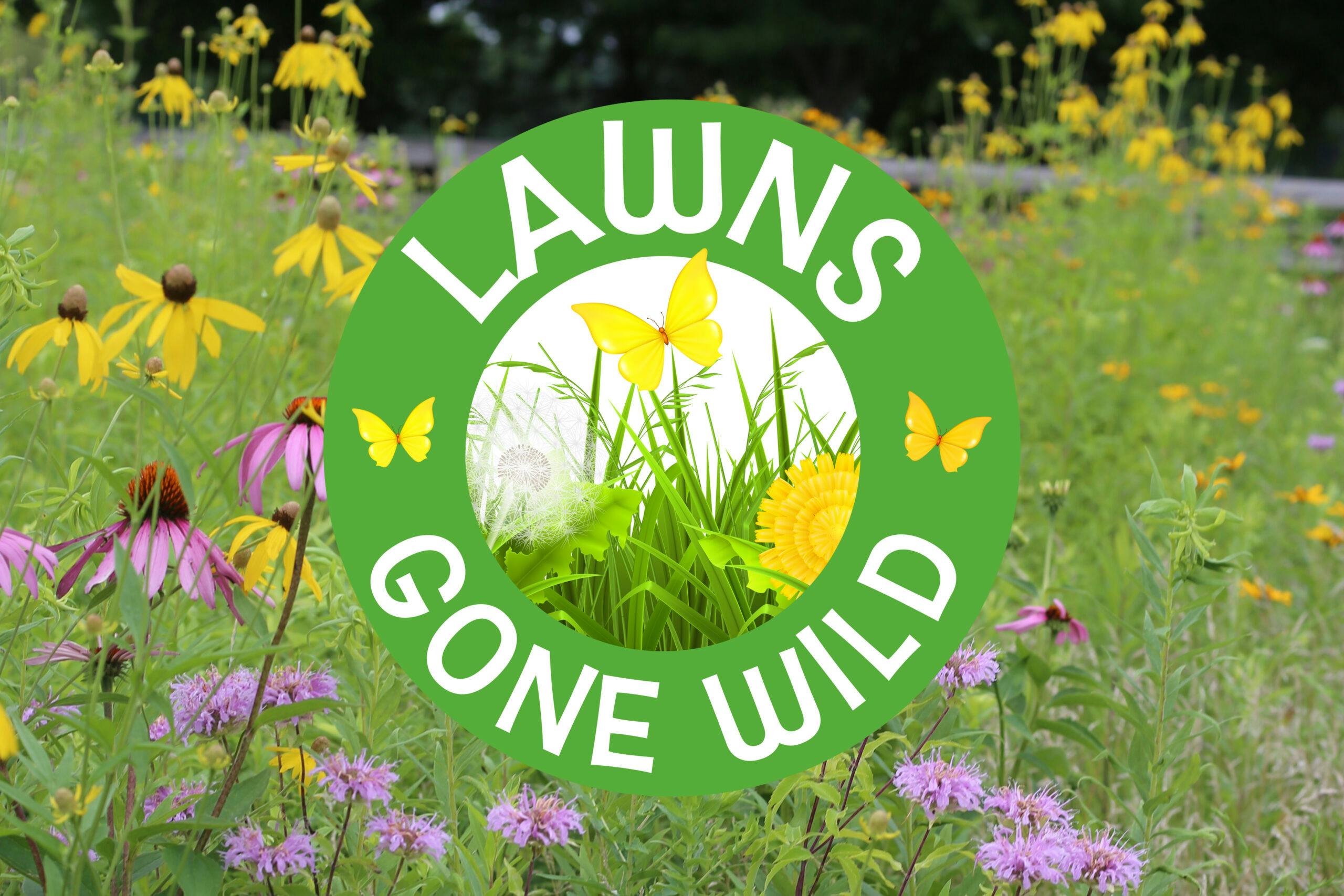 How to rewild your lawn